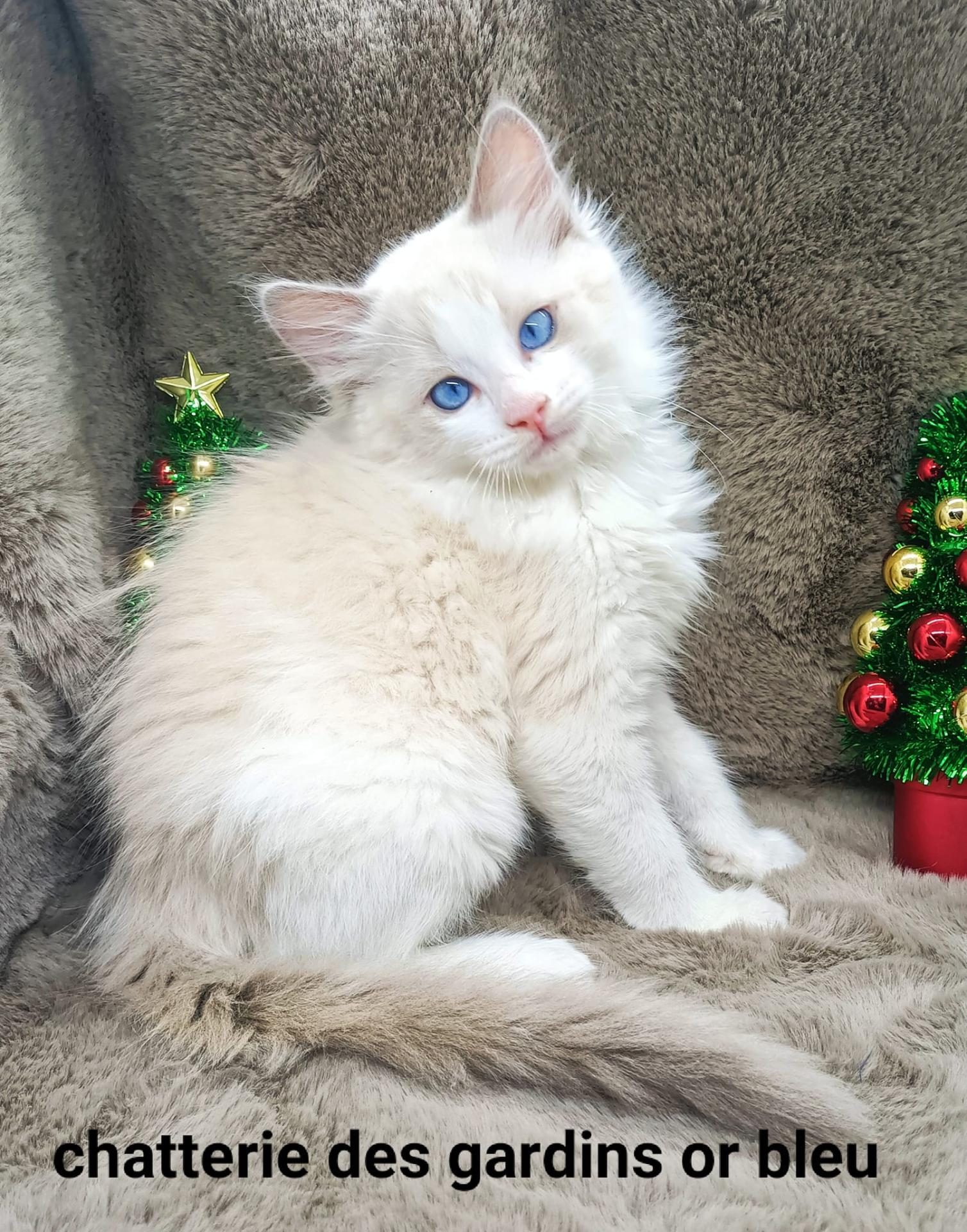 263945333 1875696815972415 2353551143806032302 n