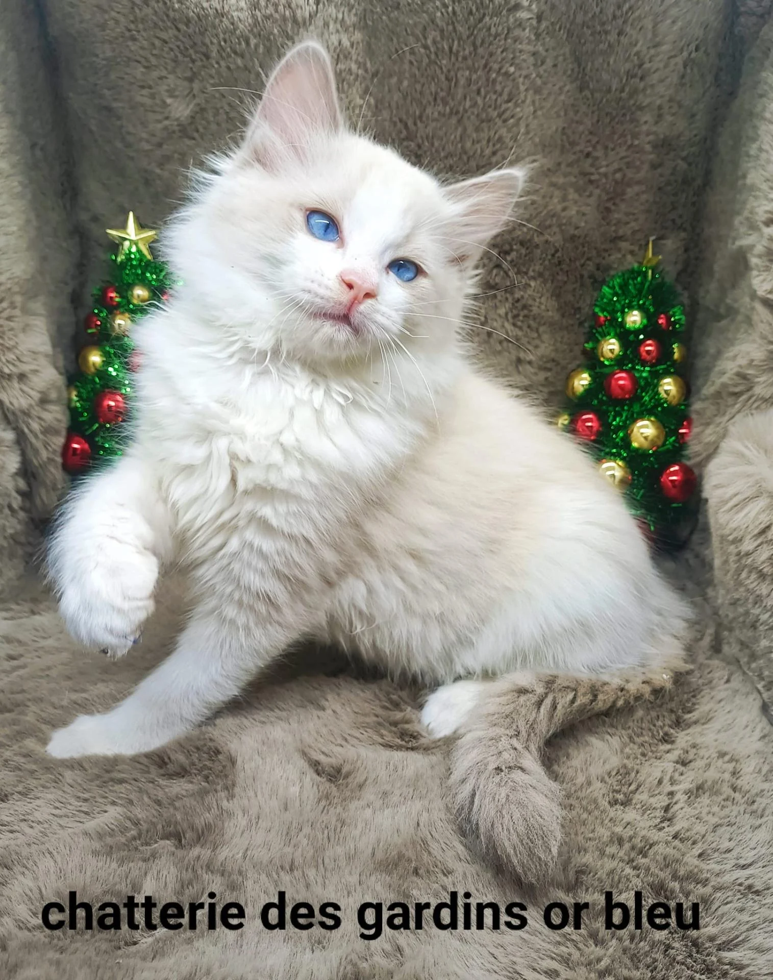 264322974 1875696679305762 2283789217887797350 n