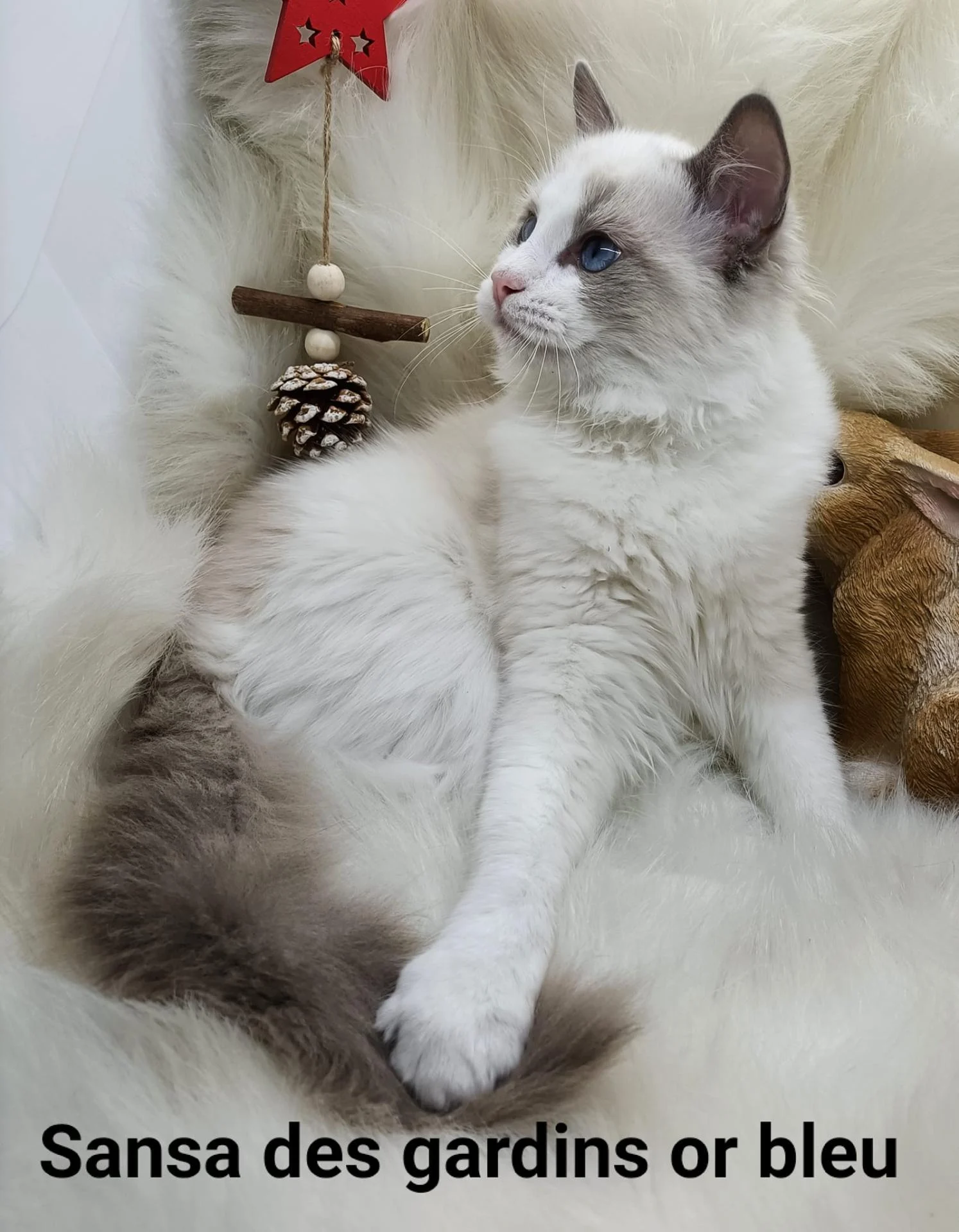 269665116 1910668692475227 7724569817355963266 n