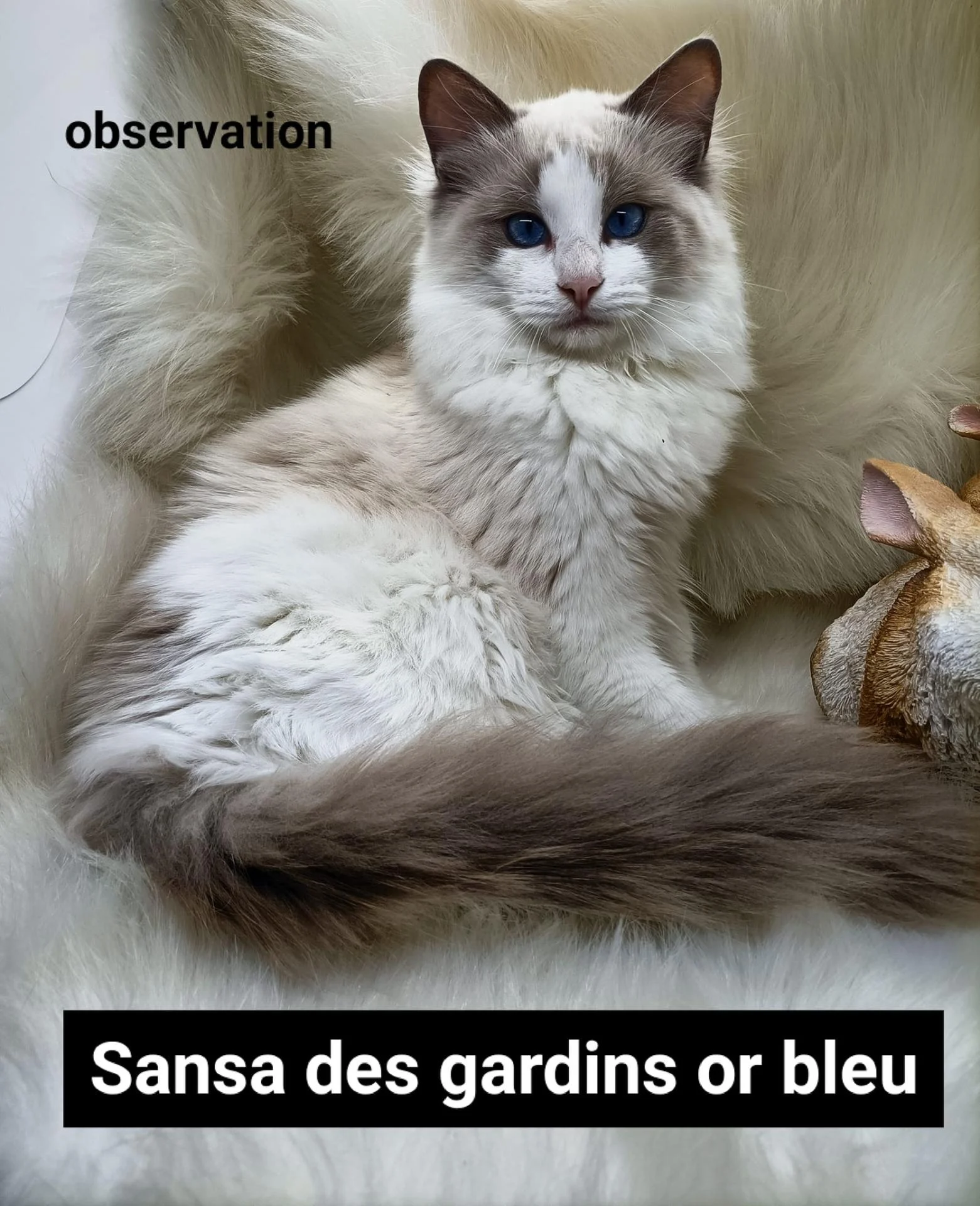 274721929 1941263829415713 7484268665676375282 n