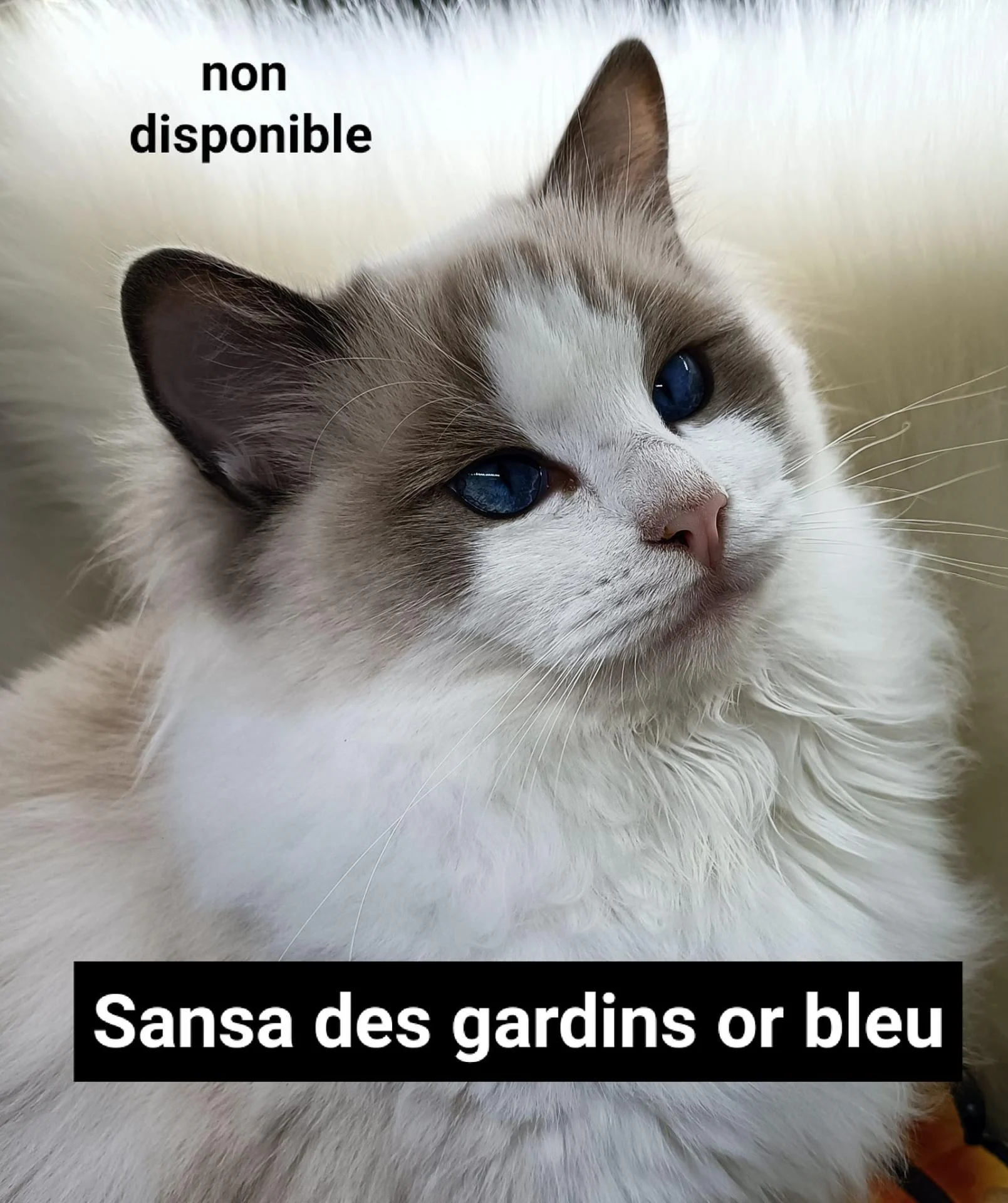 279097472 1983770578498371 4566957702482735907 n 1